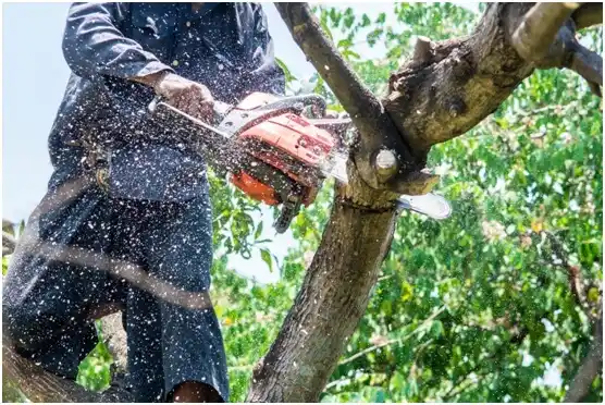 tree services Spencer
